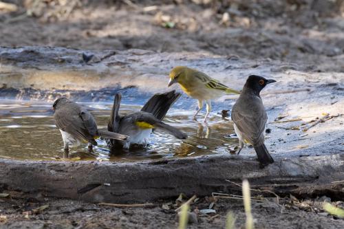 botswana050