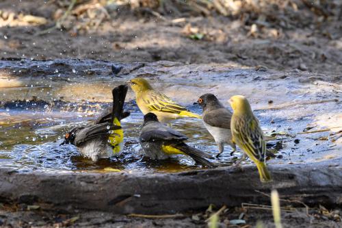 botswana051