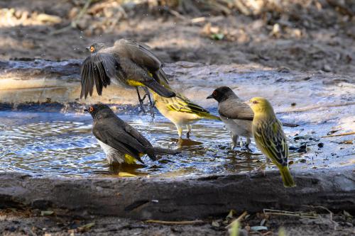 botswana053