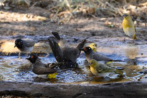 botswana056