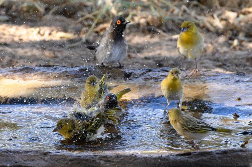 botswana065