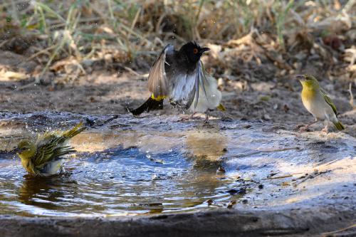 botswana069