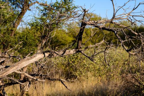 botswana073