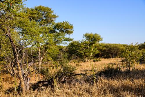 botswana074