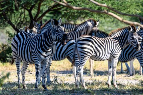 botswana075