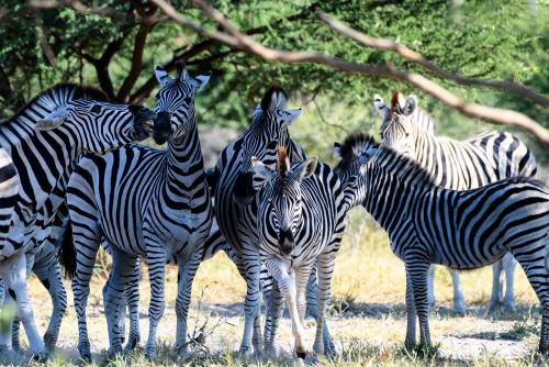 botswana076