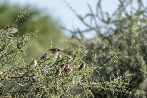 botswana077