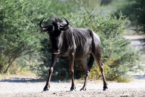 botswana078