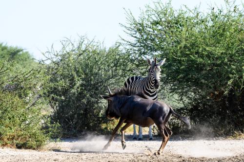 botswana079