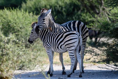 botswana080