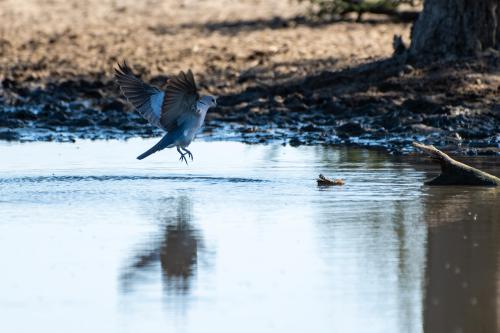 botswana081