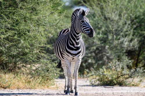 botswana082