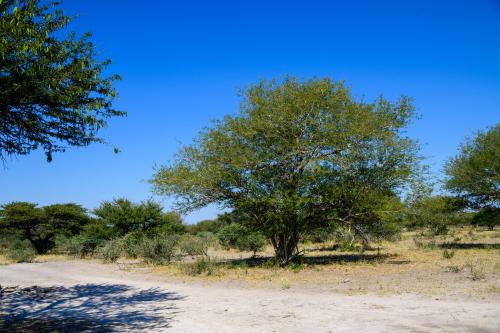 botswana083