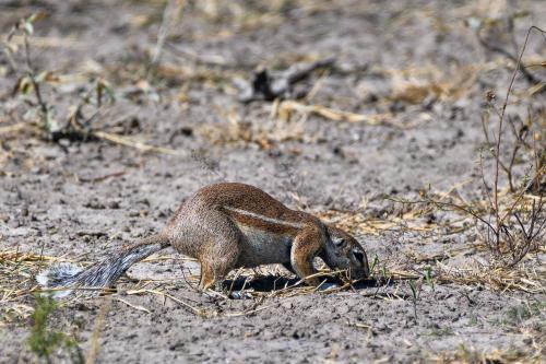 botswana085