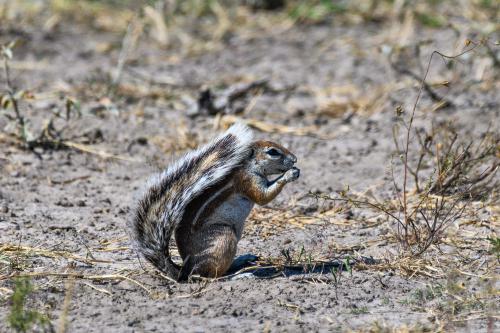 botswana087