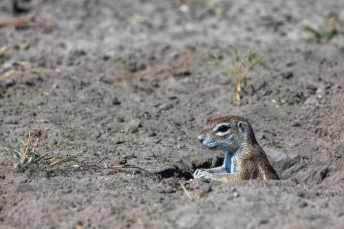 botswana088