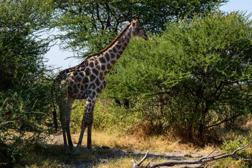 botswana089