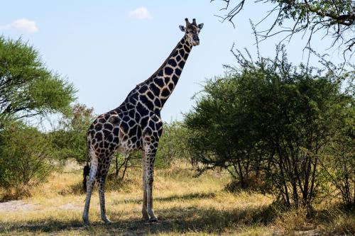 botswana090