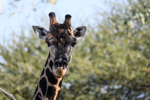 botswana091