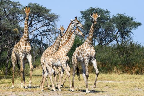 botswana092