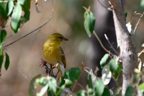 botswana093
