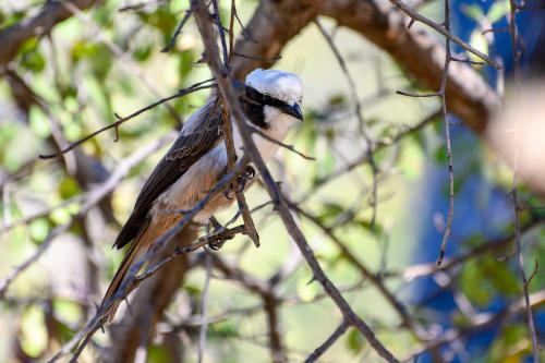botswana095
