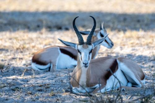 botswana096