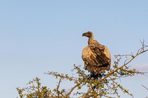 botswana097