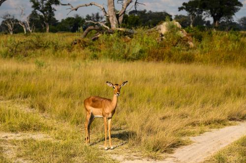 botswana104