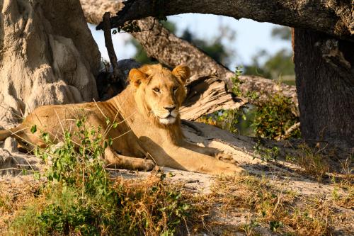 botswana106