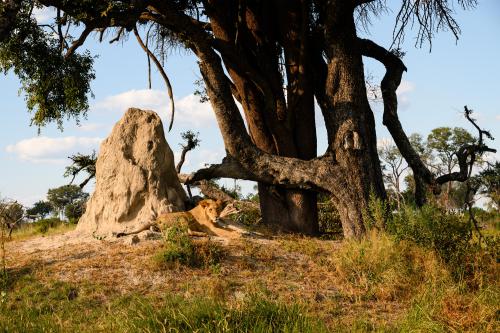 botswana108