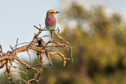 botswana110