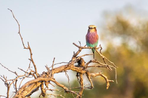 botswana111