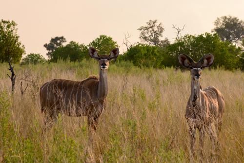 botswana113