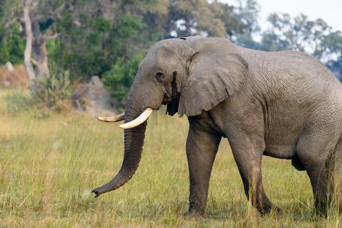 botswana118