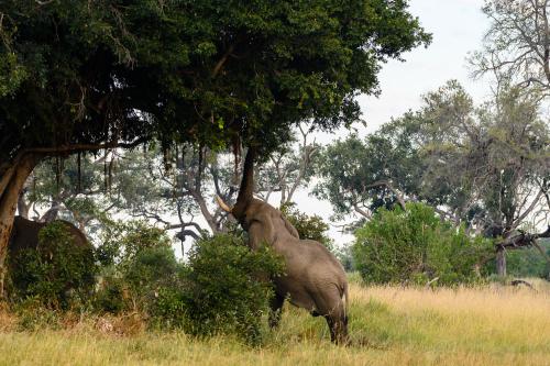 botswana119
