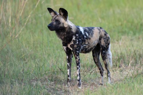 botswana122