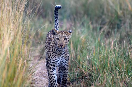 botswana135