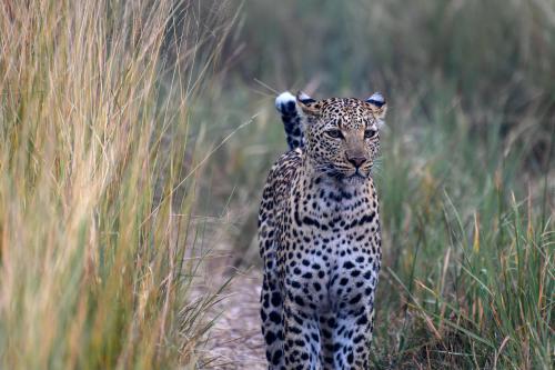 botswana136