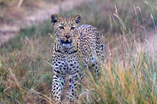 botswana137