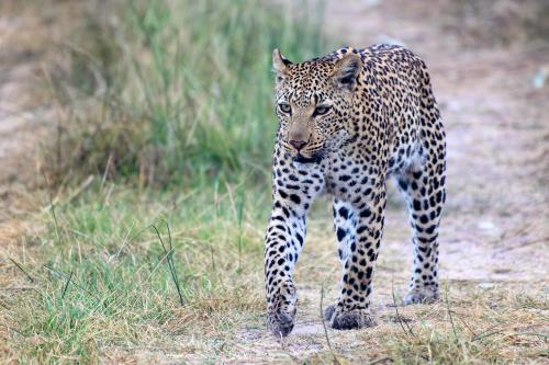 botswana138