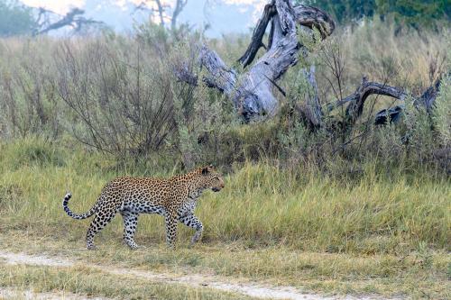 botswana139
