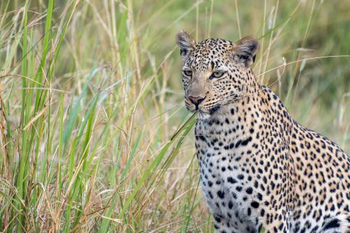 botswana140