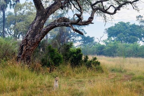 botswana141