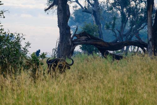 botswana144