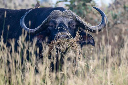 botswana147