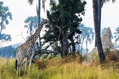 botswana151