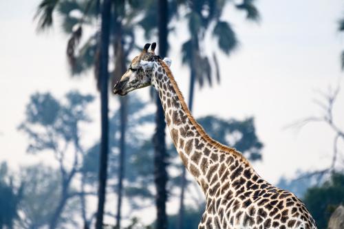 botswana152