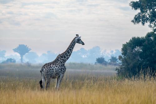 botswana154