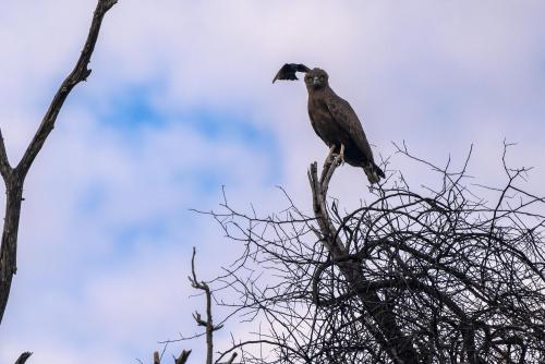 botswana155